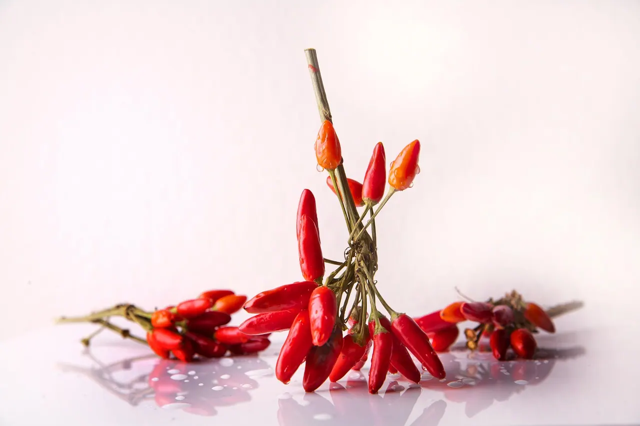chili, seasoning, chilli pods, red, sharp, food, hot peppers, meal, pods, capsicum, vegetables, fiery, mediterranean, fresh, healthy, italian, chili, chili, chili, chili, chili, ve