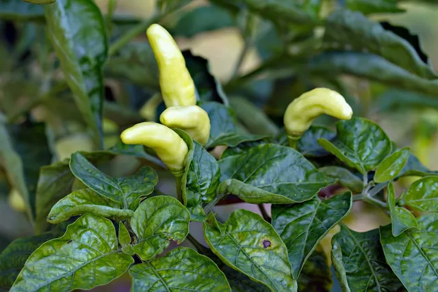 chilli, fruit, plant, leaves, spice, hot spice, seasoning, fresh, organic, nature